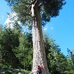 Oliveraie D'olmiccia * Olmiccia