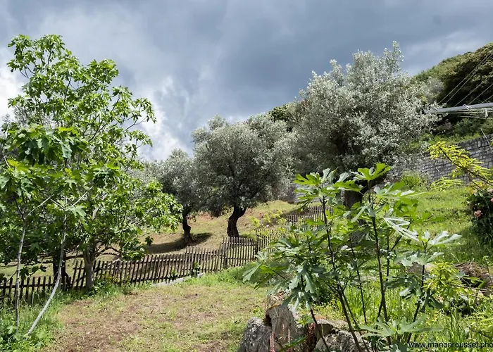 Oliveraie D'olmiccia Apartment