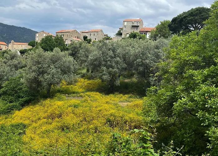 Apartment Oliveraie D'olmiccia