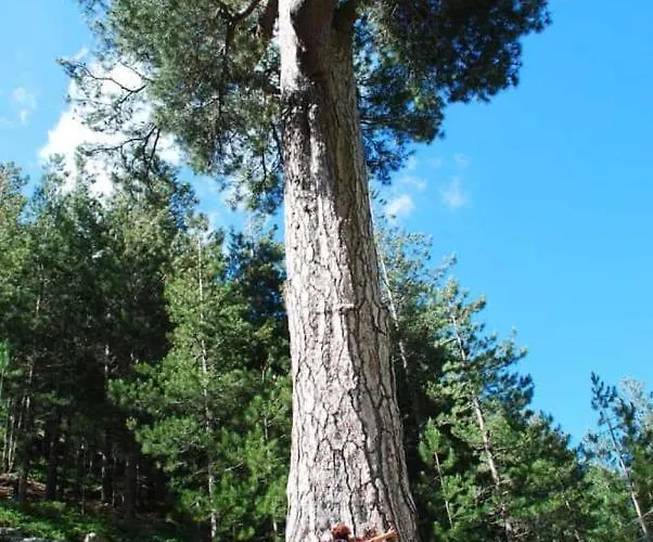 Oliveraie D'olmiccia * Olmiccia