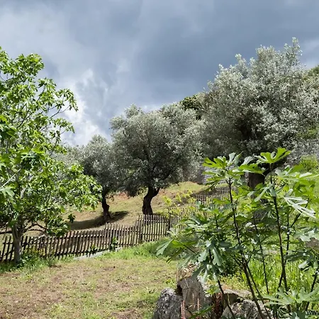 Oliveraie D'olmiccia Lägenhet