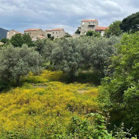 Apartment Oliveraie D'olmiccia