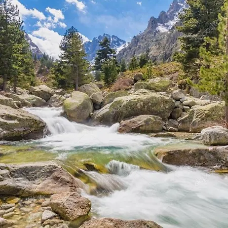 Oliveraie D'olmiccia