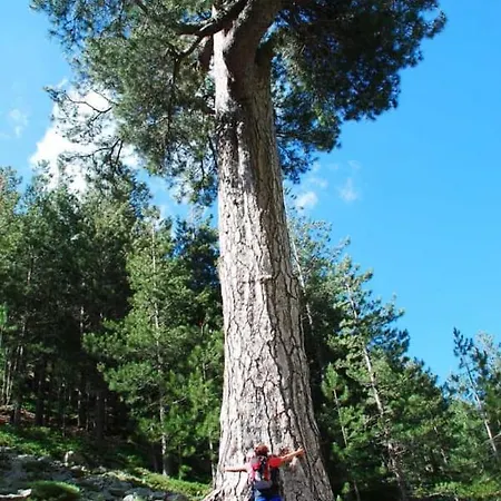 Oliveraie D'olmiccia * Olmiccia