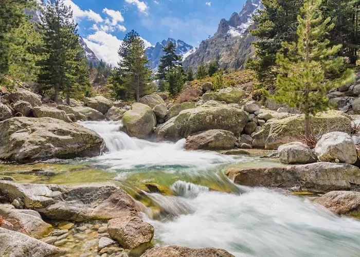 Oliveraie D'olmiccia