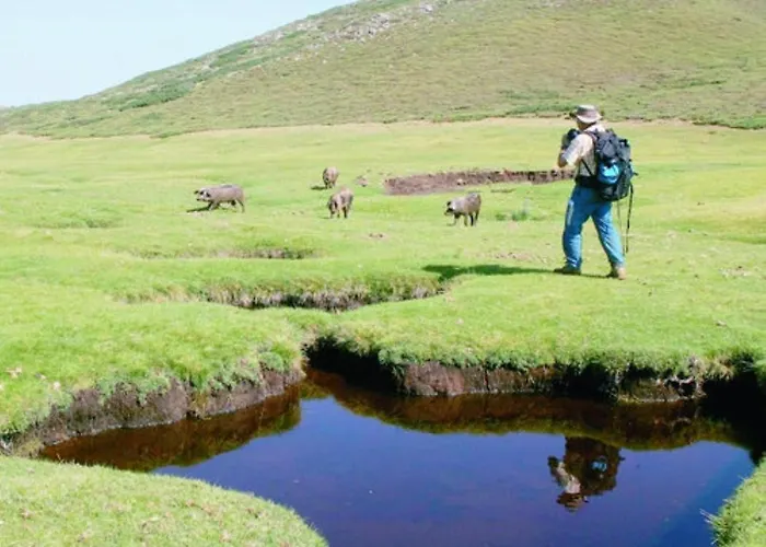 Appartement Oliveraie D'olmiccia Olmiccia