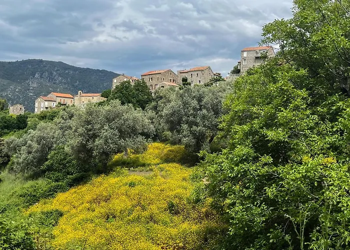 Appartement Oliveraie D'olmiccia *