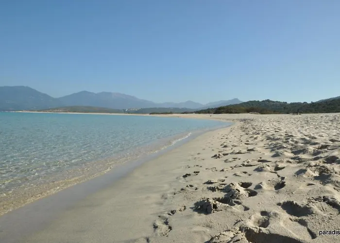 Oliveraie D'olmiccia